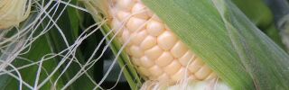 sweet corn